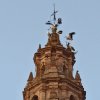 2020.08.29 CIGUEÑAS (2)